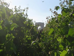 Nature Capitale ou transformation des Champs Elysées en jardin géant