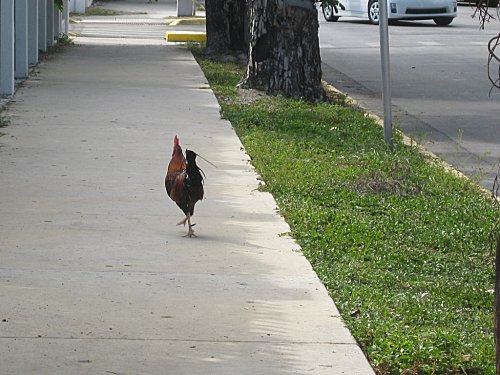 Floride keywest5