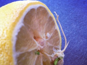 Petit citron deviendra grand ?