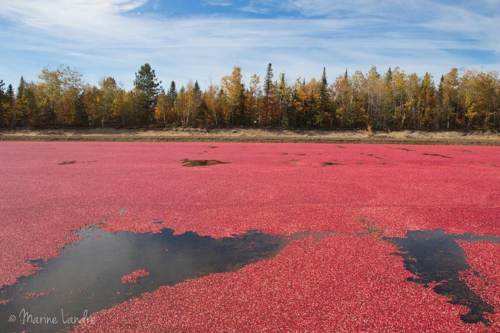 Tout savoir sur la récolte de la cranberry au Canada