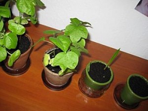 Des nouvelles de mes plantes